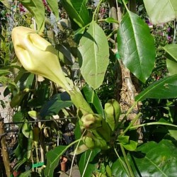 Solandra Maxima
