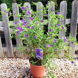 SOLANUM RANTONNETTI