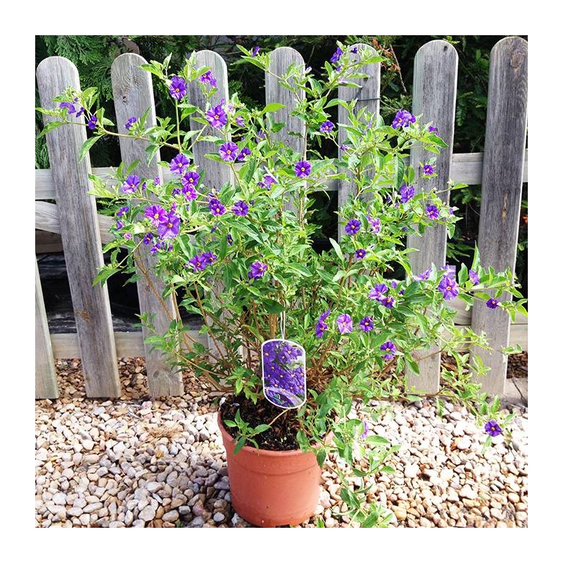 SOLANUM RANTONNETTI