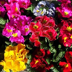 Primula acaulis