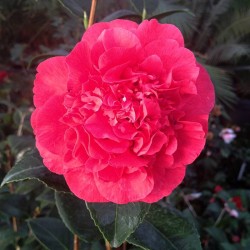 Camelia Japonica