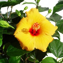 Hibiscus rosa-sinensis