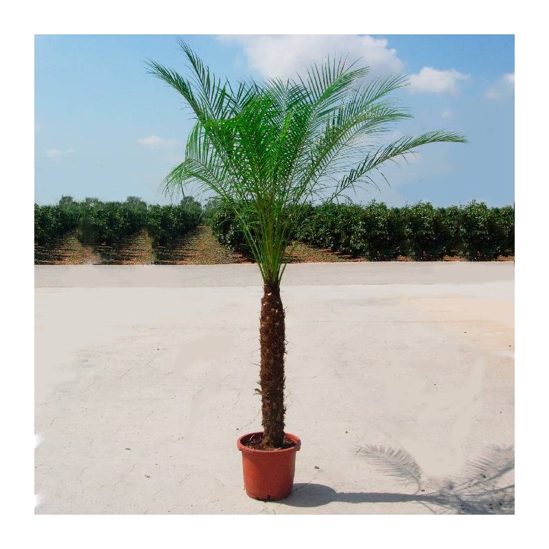 Phoenix roebelenii