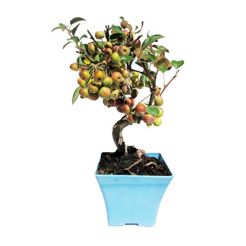 Malus everest pre-bonsái