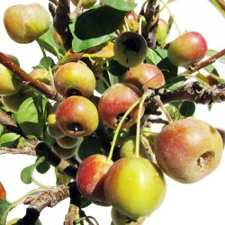 Malus everest pre-bonsái