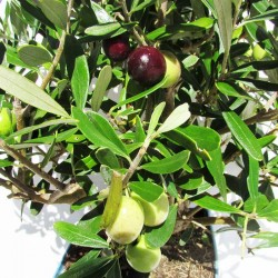 Olivera pre-bonsái