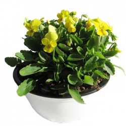 Viola cornuta
