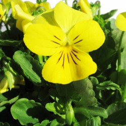 Viola cornuta