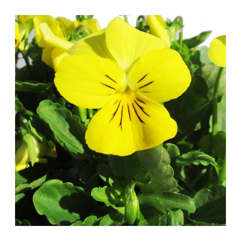 Viola cornuta