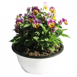Viola cornuta