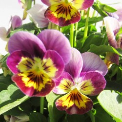 Viola cornuta