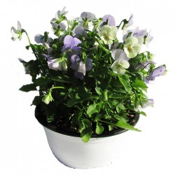 Viola cornuta