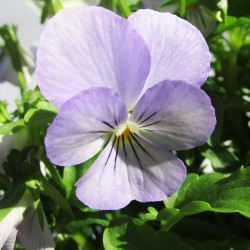 Viola cornuta