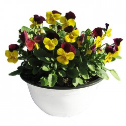 Viola cornuta