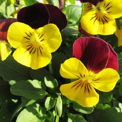 Viola cornuta