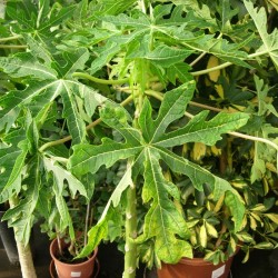 Papaya