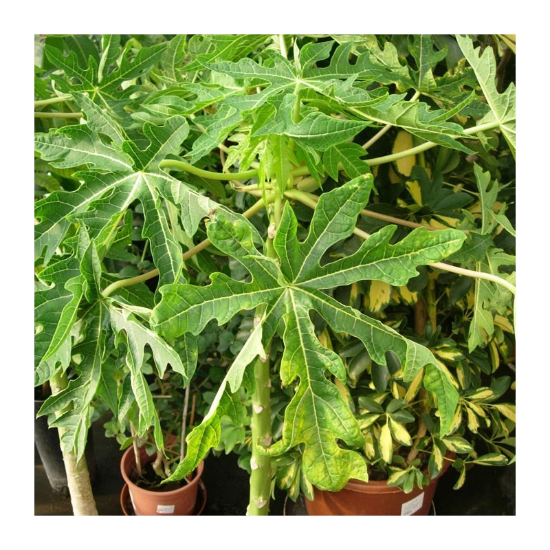 Papaya