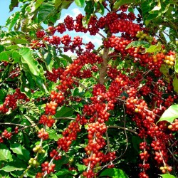 Cafeto robusta