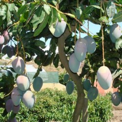Mango keitt