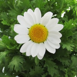 Crisantemo Paledosum
