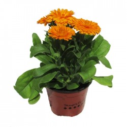 Calendula