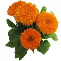 Calendula