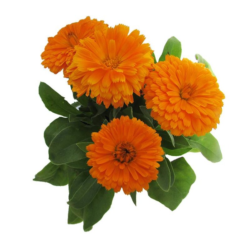 Calendula