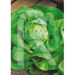LECHUGA KAGRANER SOMMER