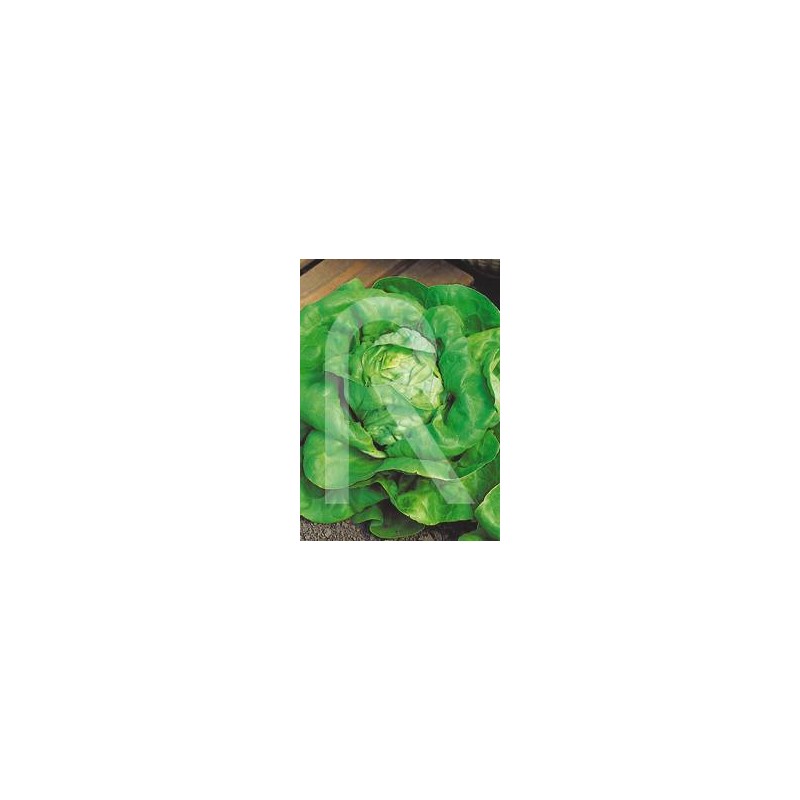 LECHUGA KAGRANER SOMMER
