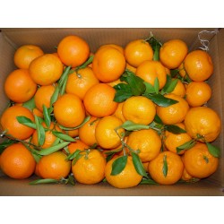 Naranjas de mesa, de zumo y clementinas