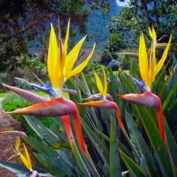 Strelitzia reginae mandela's gold