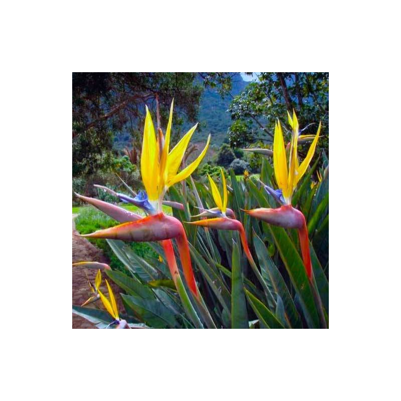 Strelitzia reginae mandela's gold