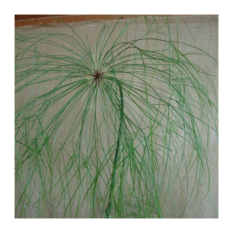 Cyperus papirus