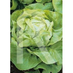 LECHUGA TROCADERO