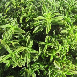 Ajedrea