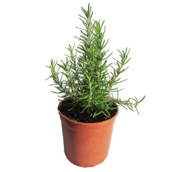 Romero officinalis