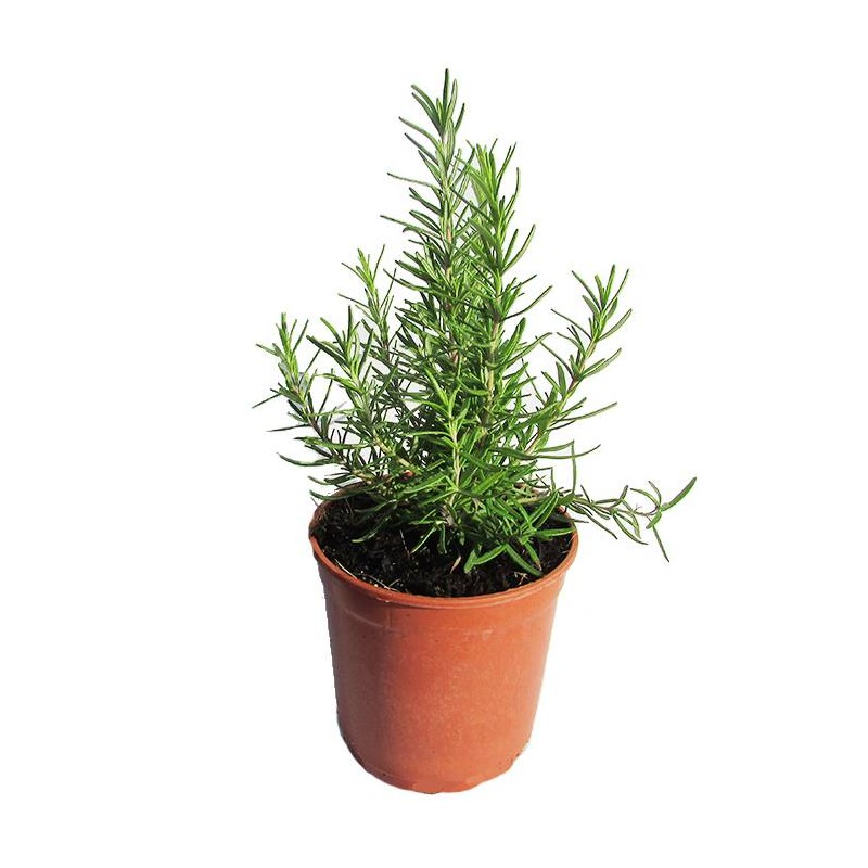 Romero officinalis