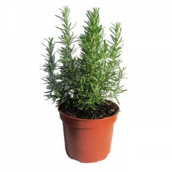 Romero officinalis