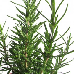 Romero officinalis