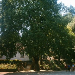 Celtis Australis