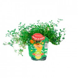 Lippia nodiflora