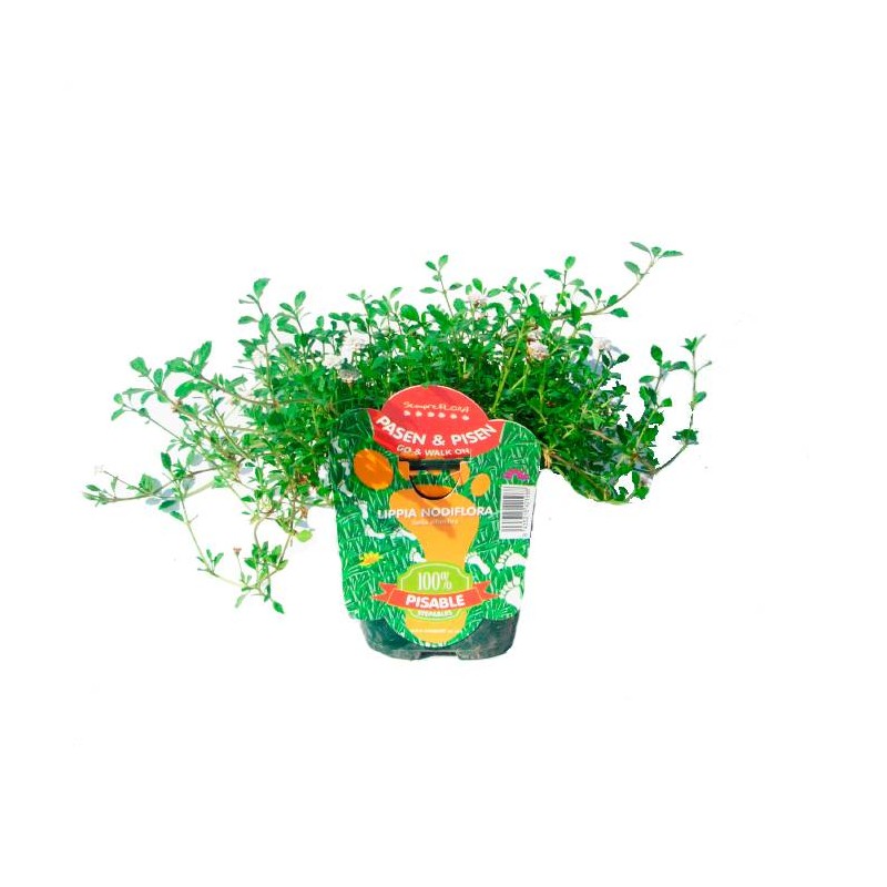 Lippia nodiflora