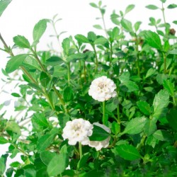 Lippia nodiflora