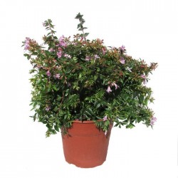 Abelia edward goucher