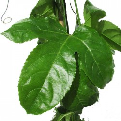 MARACUYA