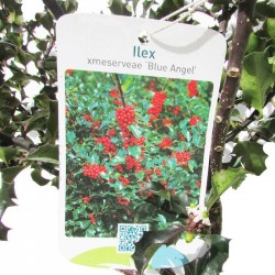 Ilex Meserveae Blue Angel