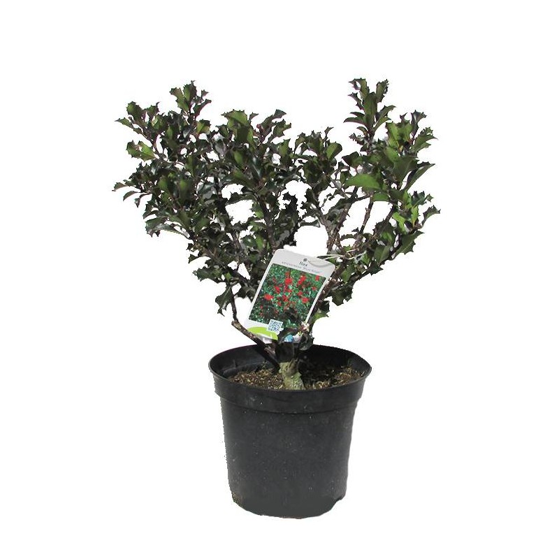 Ilex Meserveae Blue Angel