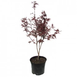 Acer Palmatum Shaine