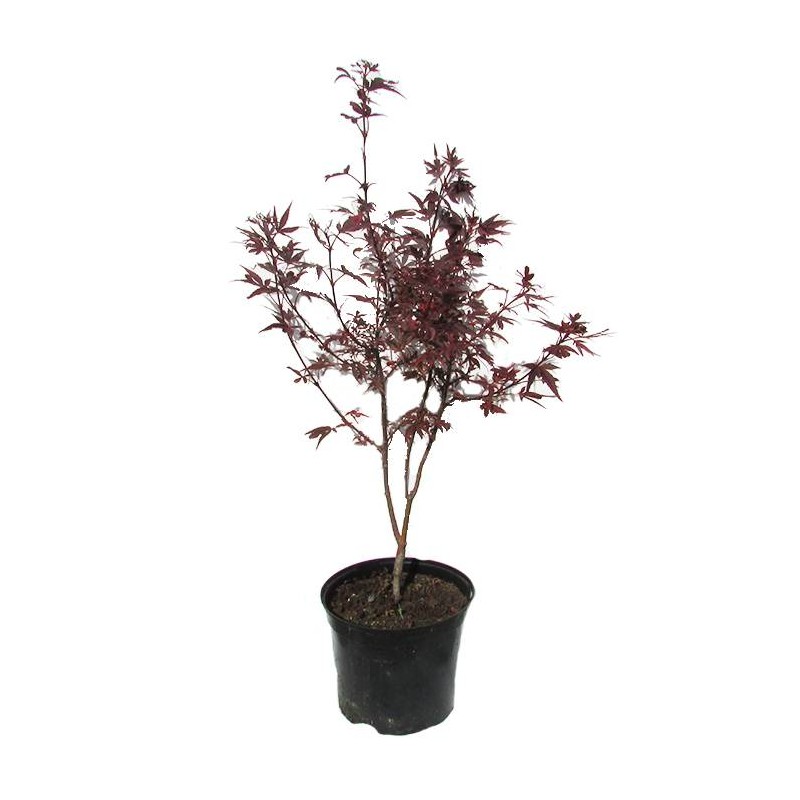 Acer Palmatum Shaine