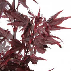 Acer Palmatum Shaine